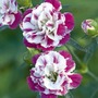 Dianthus Pink Heaven Plants