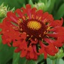 Gaillardia Tizzy Plants