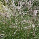 purple moor grass