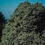 False Holly