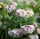 hellebore