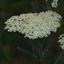 yarrow