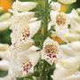 foxglove