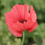 oriental poppy