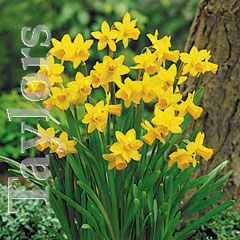 Autumn Bulbs-Narcissus 'Tete-a-tete'-10 Bulbs