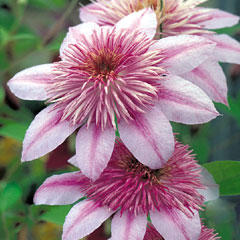 Clematis Empress