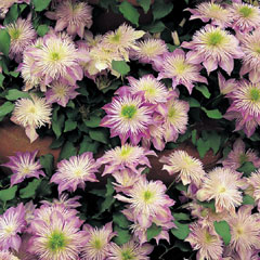 Clematis Crystal Fountain