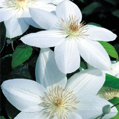 Clematis Marie Boisselot