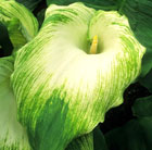 trumpet lily