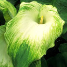 trumpet lily