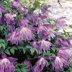 Clematis Macropetala - 3 Jumbo Plants