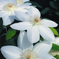 Clematis Marie Boisselot - 3 Jumbo Plants