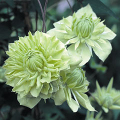 Clematis flodia Alba Plena - 3 Jumbo Plants