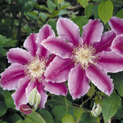 Clematis CollectIon With Free Book