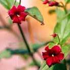 jasmine