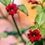 jasmine