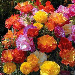 Flower Seeds - Californian Poppy Jelly Beans