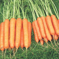 Carrot Sweet Candle F1 Seeds