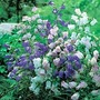 Campanula Canterbury Bells 3 jumbo plants