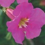 Incarvillea Delavayi 3 plants in 5cm pots
