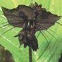 Tacca Chantrieri - The Bat Plant 1 jumbo plant