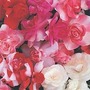 Busy Lizzie Fiesta&trade; Mixed 32 garden-ready plants