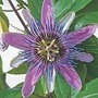 Passiflora Perfume Passion 6 jumbo plants