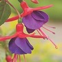 Fuchsia Beckie-Lou 10 jumbo plants