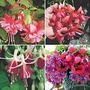 Fuchsia Colourful Collection 12 jumbo plants