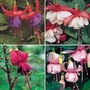 Fuchsia Buds Of May Collection 12 jumbo plants - 3 of each variety
