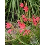 SCHIZOSTYLIS coccinea  