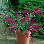 Buddleja Buzz Collection - 2 Plug Plants