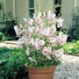 Lavatera Barnsley Baby - 1 Plug Plant