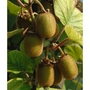 Kiwi Fruit Jenny - 1 Plant