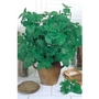 Lemon Balm x 100 seeds