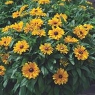 Rudbeckia Tiger Eye