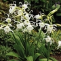 Hymenocallis Festalis Pack of 6 Bulbs