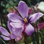 Saffron Crocus Pack of 35 Bulbs