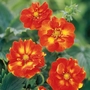 Potentilla William Rollisson Pack of 3 Bare Roots