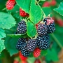Blackberry Navaho 1 Plant
