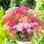 Achillea Flowerburst Red Shades Plants Pack of 16 Pot Ready Plants (tray format)