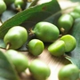 Kiwi Actinidia Arguta-Issai 1 Plant