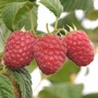 Raspberry Glen Fyne Pack of 12 Plants (canes) - SAVE £5.95!