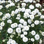 Achillea Ptarmica Noblessa Plants Pack of 16 Pot Ready Plants (tray format)