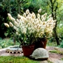 Lagurus Bunny Tails Plants Pack of 16 Pot Ready Plants (tray format)