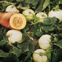 Melon Grafted Sweetheart F1 Plants Pack of 3 Pot Ready Plants - Delivery early April
