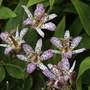 Tricyrtis Pink Freckles Plants Pack of 3 Pot Ready Plants