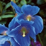 Meconopsis China Blue Plants Pack of 3 Pot Ready Plants