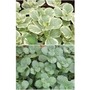 Coleus Canina Collection