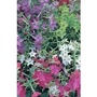 Nicotiana Malibu Mixed x 24 plants
